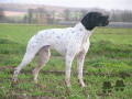 Pedigree OTIS DES BUVEURS D'AIR